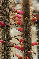 3R 01101 Cleistocactus smaragdiflorus.tif