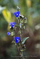 668 Commelina coelestis.jpg