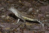 MASM00731 Callisaurus sp..jpg