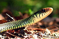 VHL0036 Drymobius margaritiferus.jpg