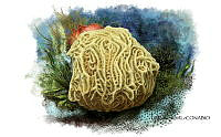 NE018 0892 Agaricia agaricites.jpg
