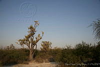 MASM00439 Beaucarnea gracilis.jpg