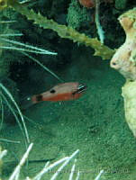 HPE100 Apogon maculatus.jpg