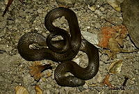 EGP0112 Coniophanes alvarezi.jpg