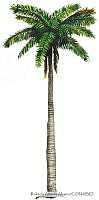 RAA0113 Roystonea regia.jpg