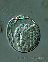 BDP0161 Sinophysis canaliculata.jpg