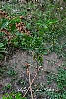 SG019 0397 Citrus reticulata.jpg