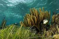 IDG0567 Pseudoplexaura sp., Chaetodon capistratus.jpg