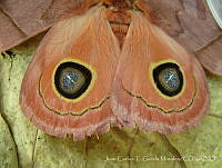 JCGM00451 Automeris sp..jpg