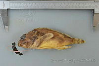 SGQ0386 Scorpaena histrio.jpg