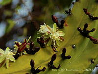 KJOR001 Myrtillocactus geometrizans.jpg