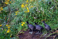 3R 01422 Fulica americana.jpg