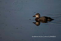 IMDOC3791 Oxyura jamaicensis.jpg