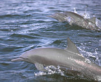 ELC0032 Stenella longirostris.jpg