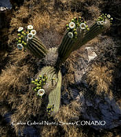 MN6PyH0036 Pachycereus pringlei.jpg