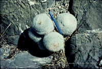 FGM3056 Mammilloydia candida.JPG