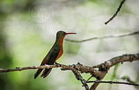 FBA0962 Amazilia rutila.jpg