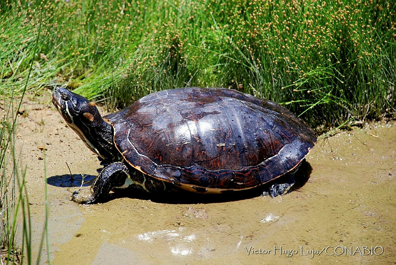 VHL0306%20Trachemys%20nebulosa.jpg.iSefgeb1MWWN7xFhQA3g0JtbmFja29CbnFuZ3NAbXJ6LGtwZQA.Pjt g2KQTW