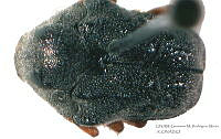 GMRM0064 Chlamisus maculipes.jpg