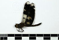 HOS126 Pseudoleon superbus.jpg