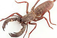 MASM07726 Mastigoproctus sp..jpg