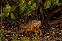 IDG0629 Iguana iguana.jpg