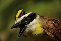 HJ6- 0639- Pitangus sulphuratus.jpg