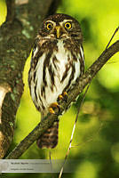 32_Glaucidium brasilianum 2.jpg
