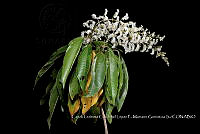 Zoqui 0188 Miconia trinervia.jpg