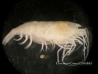 EMCHS 012 Yagerocaris cozumel.jpg