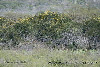 AAKVDH 0704 Buteo plagiatus.JPG