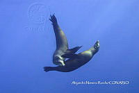 MN6FS 0091 Zalophus sp..jpg