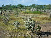 LI005 0189 Cylindropuntia fulgida, Encelia farinosa, Cenchrus ciliaris.jpg