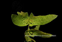 ME010 MJyAS 0107  Carpinus tropicalis (Donn. Sm.) Lundell, 1939.JPG