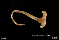 ME006 Pol 0183 Anamobaea orstedi.jpg