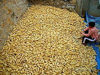 FAP01 Zea mays.jpg