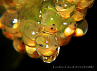 Anfmex026 Agalychnis moreletii.jpg