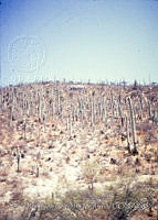 FGM2800 Cephalocereus columna-trajani.JPG