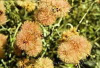 2953 Mimosa monancistra.jpg