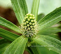 RG055 0034 Eryngium foetidum.jpg