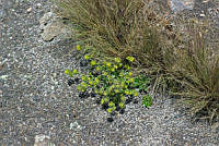 YRA002 Draba jorullensis.jpg