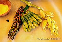 DK0652 Aloe Vera, Maguey, Yuca.jpg