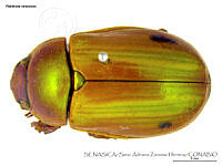 SAZH0485 Pelidnota strigosa.jpg