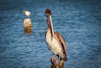 FBA0623 Pelecanus occidentalis.jpg