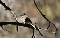 IE003 0052 Empidonax difficilis.jpg