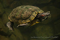 IMDOC1025 Trachemys scripta.jpg