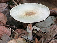 MCS097 Agaricus sp..JPG