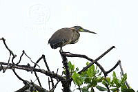 HJ6- 0564- Tigrisoma mexicanum.jpg
