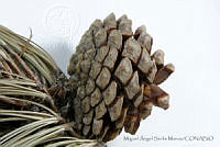MASM06788 Pinus oocarpa.jpg