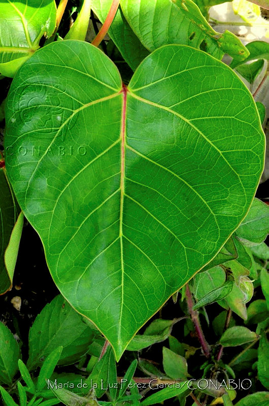 MDLLPG0064%20Ficus%20petiolaris.jpg.nyeuzJT0MaUjR8NhQA3g0JtbmFja29CbnFuZ3NAbXJ6LGtwZwA.HB8rQ8mpZz